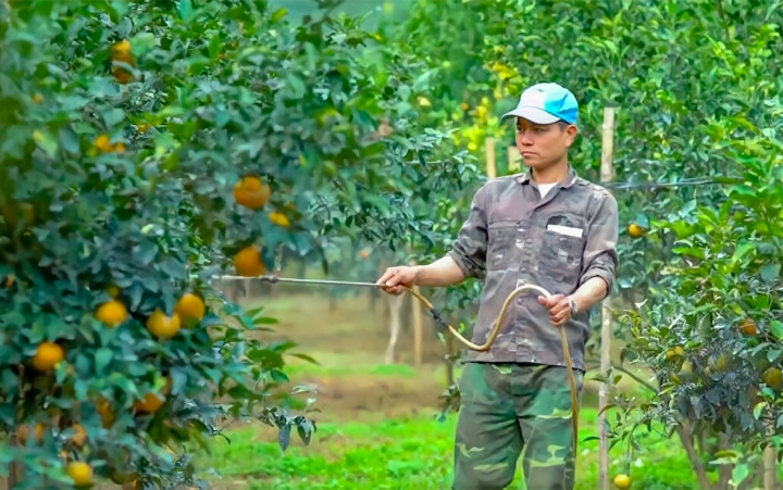 Nhiều HTX đang tăng cường các mối liên kết để xây dựng chuỗi giá trị hàng hóa bền vững.