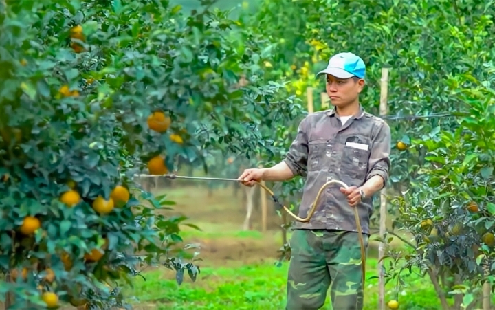 Nhiều HTX đang tăng cường các mối liên kết để xây dựng chuỗi giá trị hàng hóa bền vững.