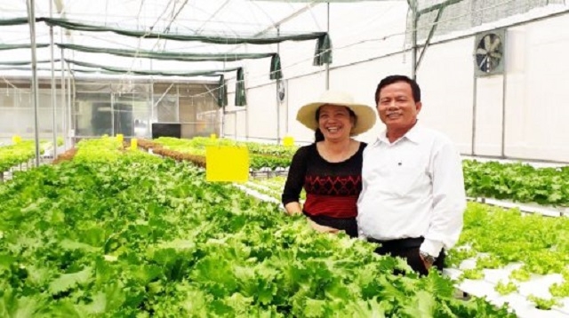 Những năm trở lại đây, mô hình trồng rau an toàn đã và đang được các nông hộ thực hiện đạt kết quả cao.