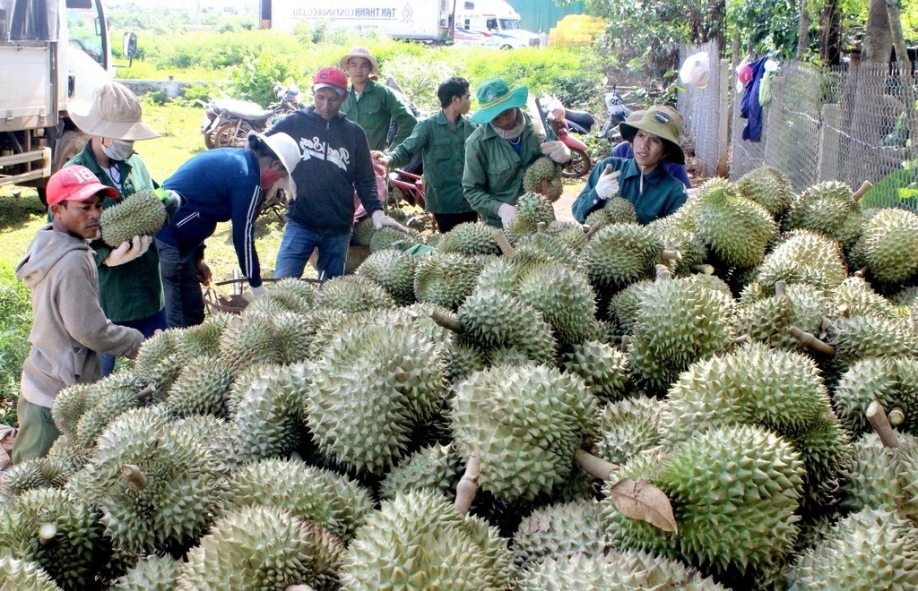 Huyện Đam Rông chú trọng tìm đầu ra cho trái sầu riêng của bà con dân tộc thiểu số thông qua mô hình liên kết.