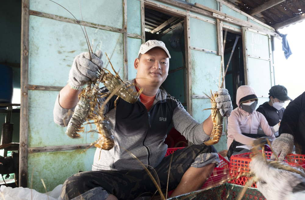 Khó xuất khẩu tôm hùm nuôi qua thị trường Trung Quốc bằng đường bộ.