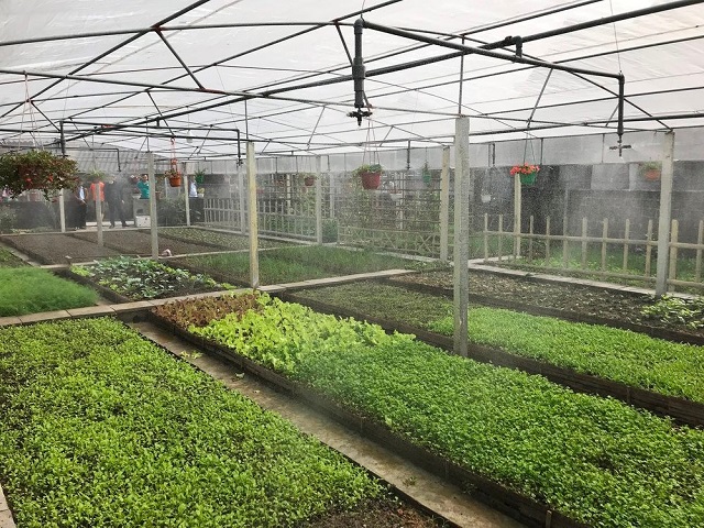 Các HTX đã góp phần quan trọng vào việc nâng cao hiệu quả kinh tế của địa phương.