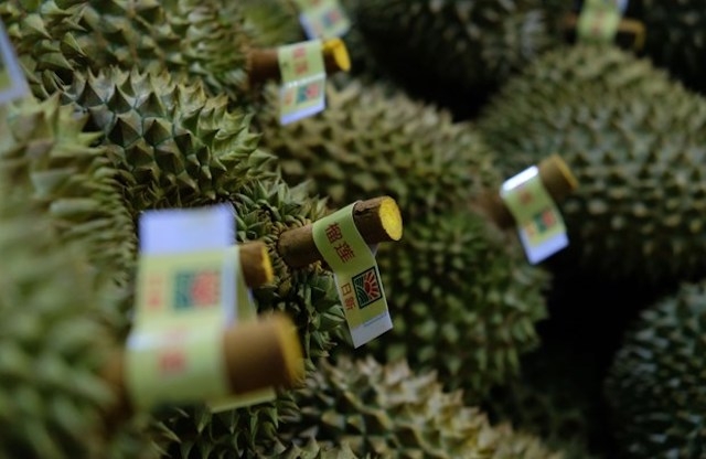 Việt Nam xuất khẩu chính ngạch sầu riêng vào Trung Quốc muộn hơn so với Thái Lan, Malaysia.