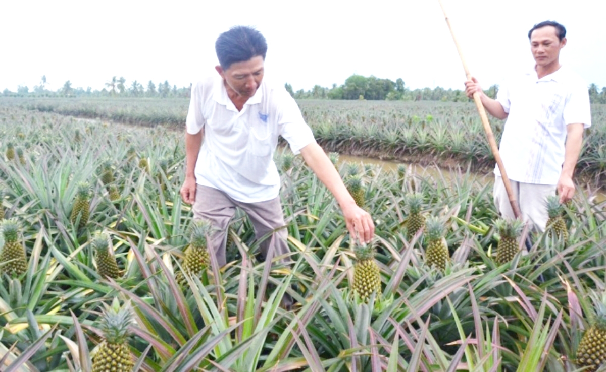 Nhờ những thay đổi trong tư duy sản xuất, nông dân trồng khóm ở Vị Thanh tự tin làm giàu (Ảnh: TL).
