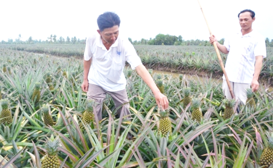 Nhờ những thay đổi trong tư duy sản xuất, nông dân trồng khóm ở Vị Thanh tự tin làm giàu (Ảnh: TL).
