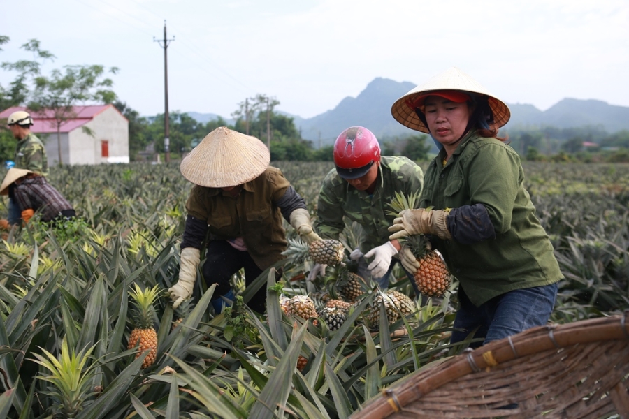 Nhiều nông sản vẫn khó khăn đầu ra vì mối liên kết giữa HTX và doanh nghiệp chưa bền chặt.
