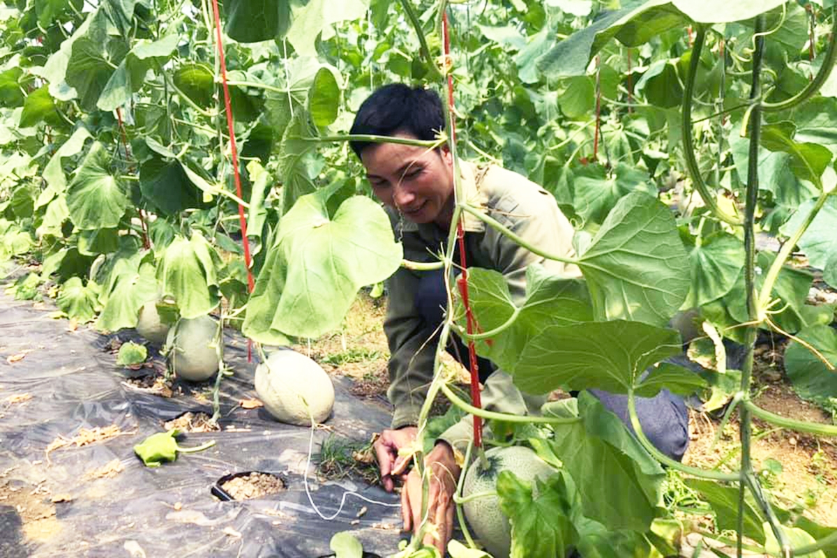 HTX đang xây dựng nhiều mô hình kinh tế mới, tạo điểm tựa cho thành viên người dân tộc thiểu số &lpar;Ảnh: TL&rpar;.