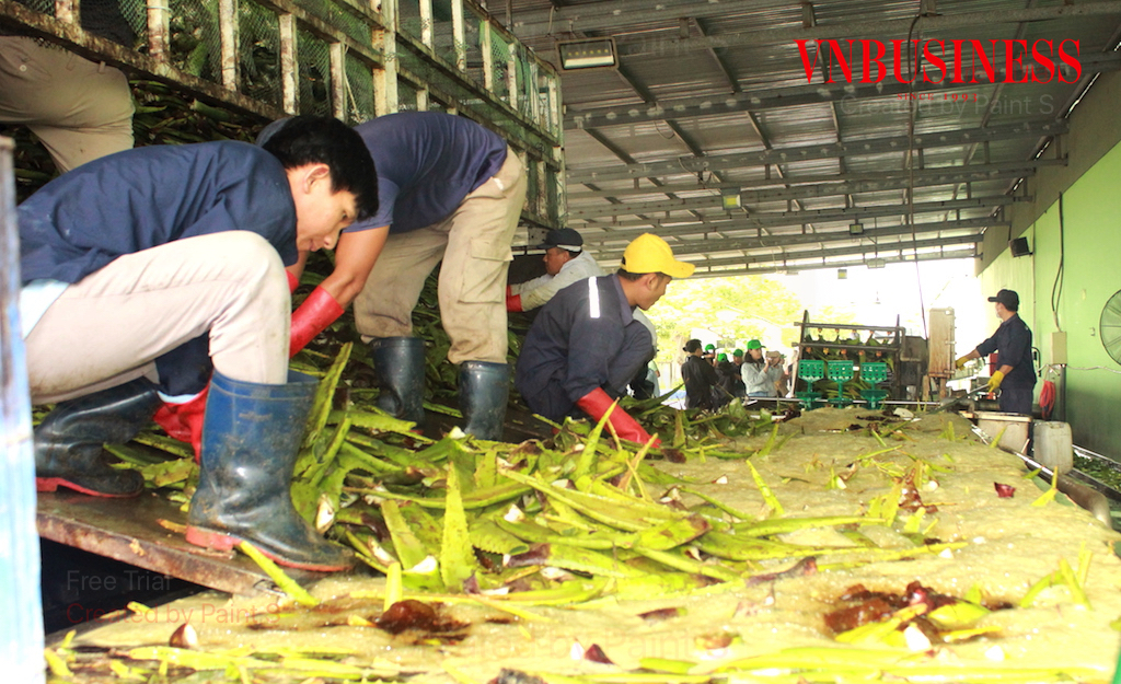 Gắn chặt với vùng nguyên liệu sẽ giúp DN chế biến sâu nông sản có được lợi thế XK.