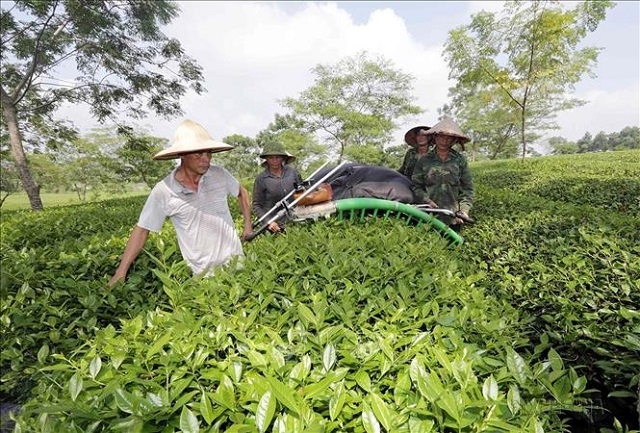 HTX còn giúp bà con thực hiện tốt các dịch vụ đầu vào, nâng cao hiệu quả hoạt động, tạo thu nhập ổn định cho thành viên.