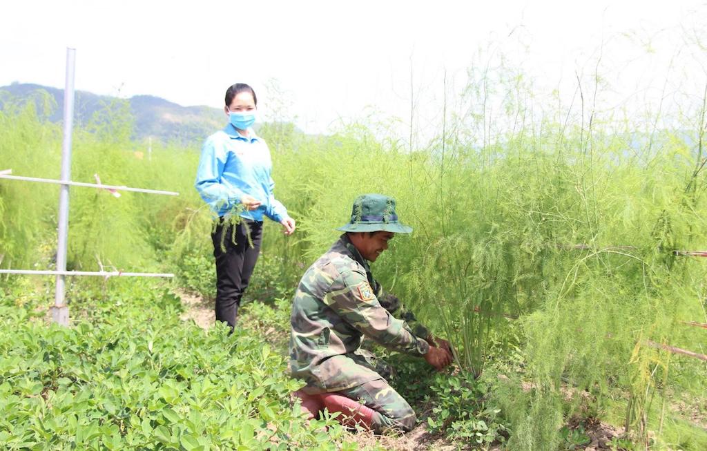 Trồng măng tây ở HTX Dịch vụ tổng hợp Tuấn Tú giúp nông dân địa phương thoát nghèo.