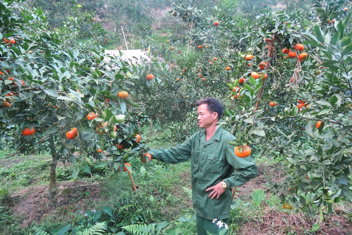 Tham gia HTX, các thành viên được hỗ trợ về vốn, giống... và cam kết thu mua sản phẩm.