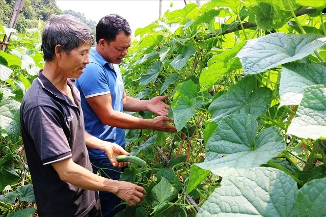 HTX vùng biên đã quy tụ được số lượng lớn thành viên, hàng năm tạo việc làm và thu nhập ổn định cho hàng nghìn lao động.