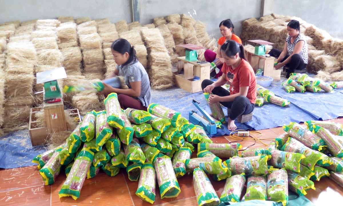 Cần thêm nhiều chính sách hỗ trợ cho các HTX tích cực trong công tác giảm nghèo.