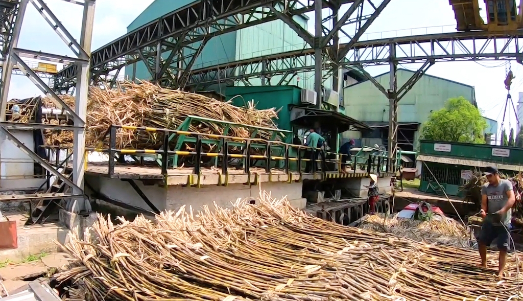 Hiện nay, ĐBSCL chỉ còn duy nhất nhà máy đường Phụng Hiệp (Hậu Giang) duy trì hoạt động với công suất khoảng 3.000 tấn/ngày giữa mối lo thiếu hụt nguyên liệu.