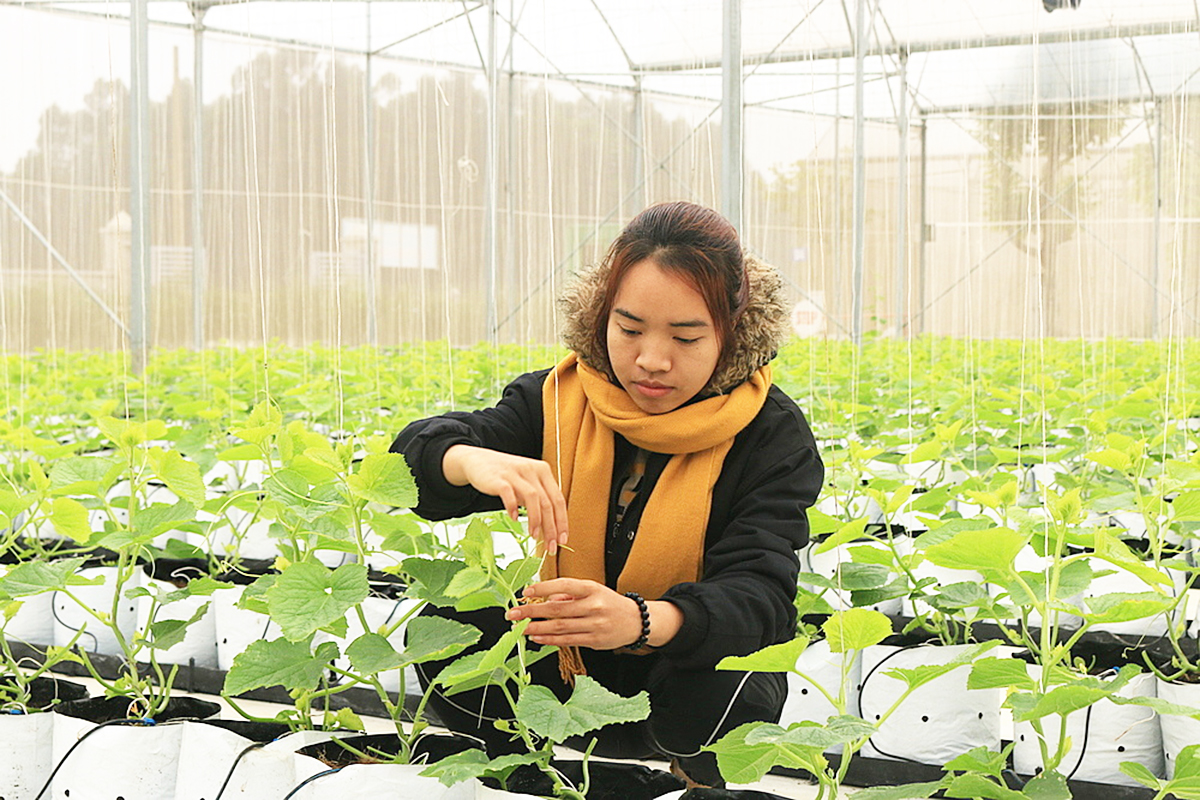 Cần sự chung tay của nhiều bên, với cơ chế hỗ trợ thiết thực hơn để nhân rộng các HTX có doanh thu triệu USD.