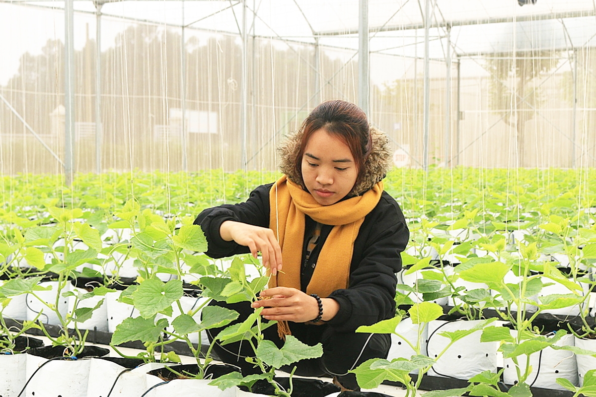 Cần sự chung tay của nhiều bên, với cơ chế hỗ trợ thiết thực hơn để nhân rộng các HTX có doanh thu triệu USD.