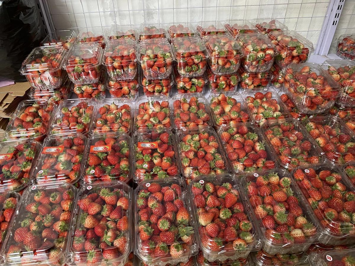 Dâu tây đang gần vào cuối vụ nhưng giá bán thấp hơn rất nhiều so với mọi năm.