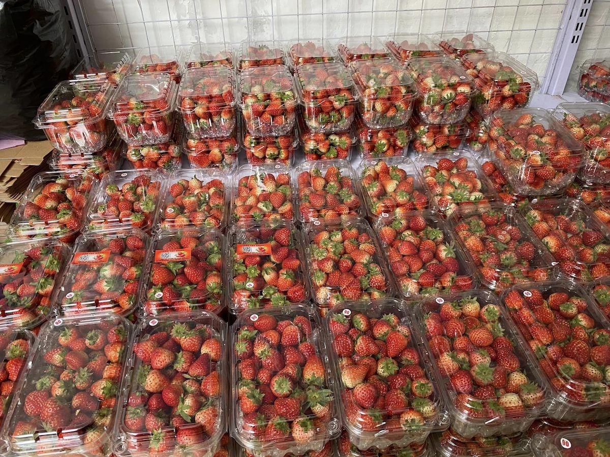 Dâu tây đang gần vào cuối vụ nhưng giá bán thấp hơn rất nhiều so với mọi năm.