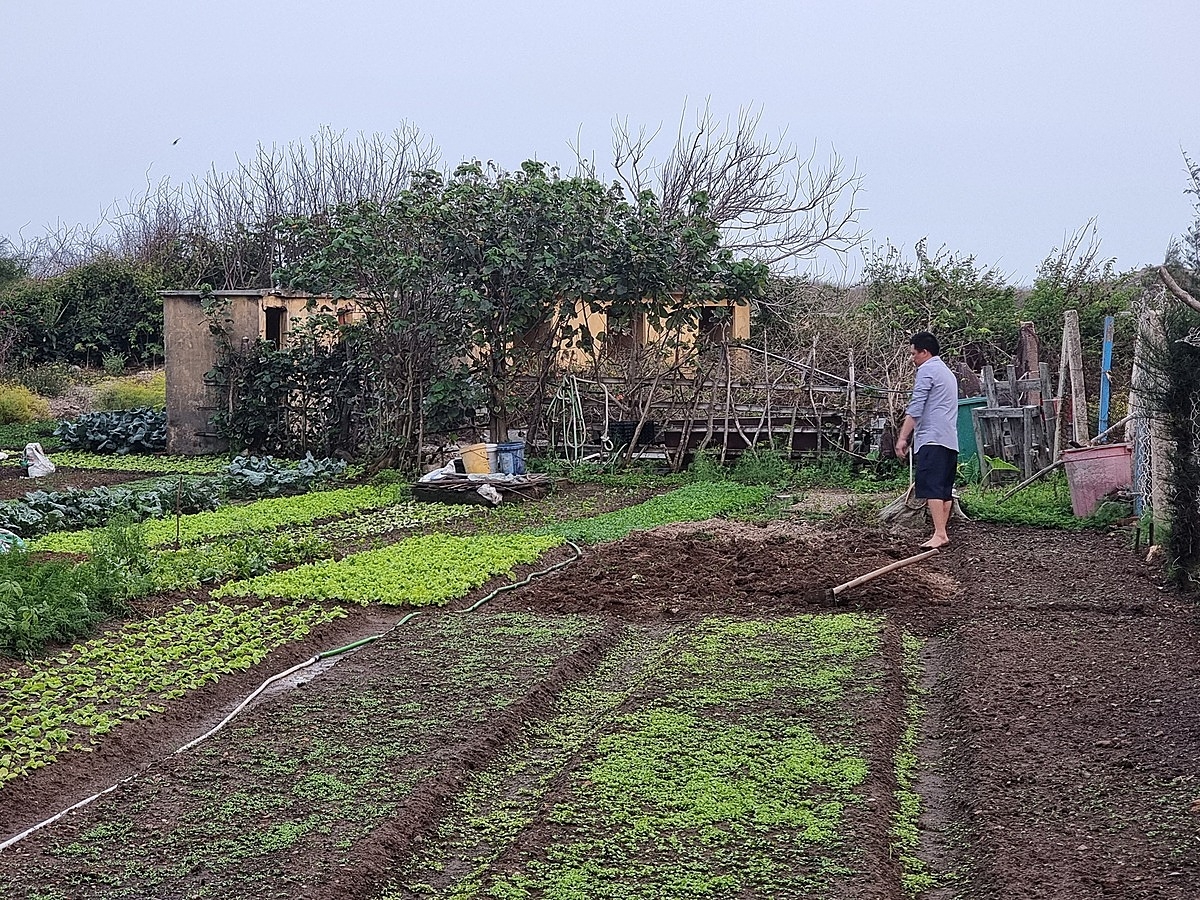 Bà con trên đảo quý rau xanh, nhiều nhà tự cung tự cấp