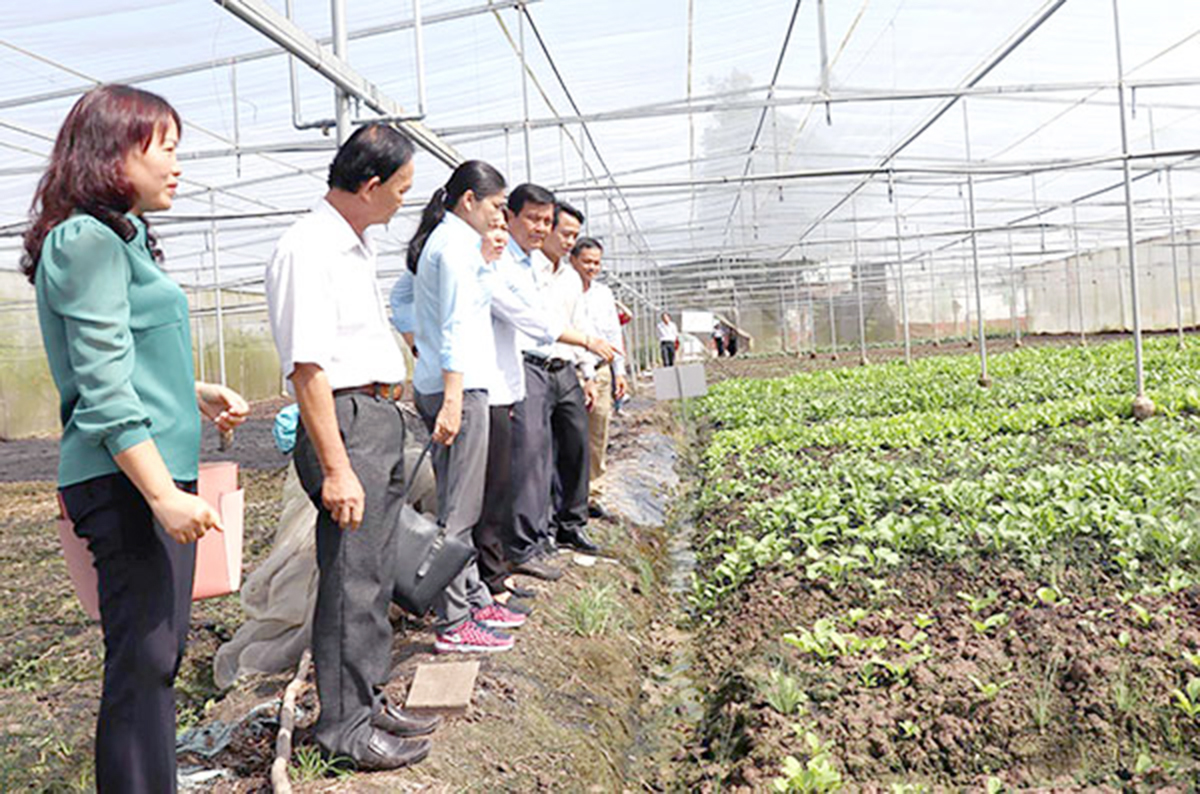 Liên kết sản xuất quy mô lớn là chìa khóa để HTX nâng cao giá trị sản xuất, làm giàu cho thành viên (Ảnh: TL).