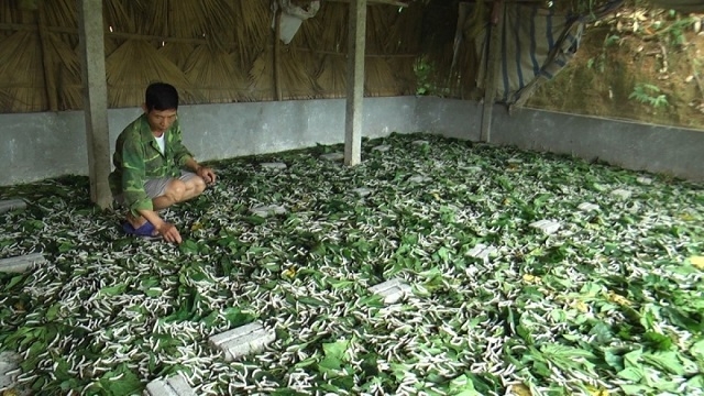 Phát triển HTX là một hướng đi tất yếu trong sản xuất nông nghiệp hàng hóa được huyện Trấn Yên khuyến khích phát triển.