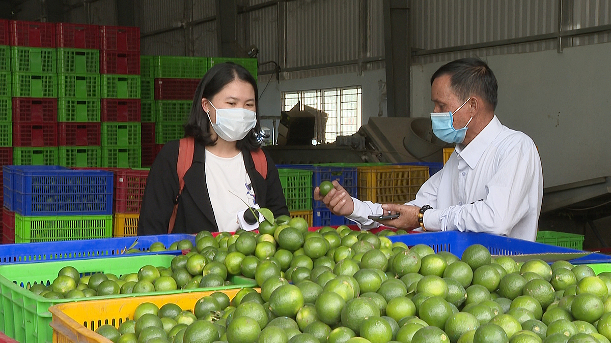 HTX Bến Lức hoạt động hiệu quả theo chuỗi nhờ chú trọng đào tạo nghề cho người lao động, thành viên.