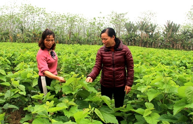 Đời sống người dân nâng cao rõ rệt, nhờ hình thành các vùng sản xuất tập trung.