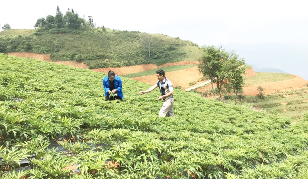 Các HTX có vai trò quan trọng trong xóa đói, giảm nghèo ở Si Ma Cai &lpar;Ảnh: TL&rpar;.