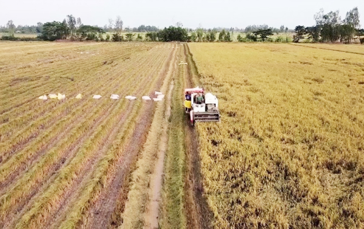 Nông nghiệp, nông thôn huyện Thoại Sơn đang ngày càng thay da đổi thịt (Ảnh: BAG).