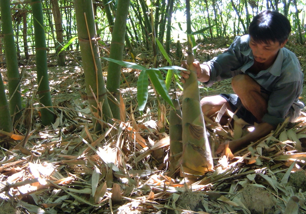 Mô hình trồng tre lấy măng của HTX Sản xuất măng tre Điền Trúc.