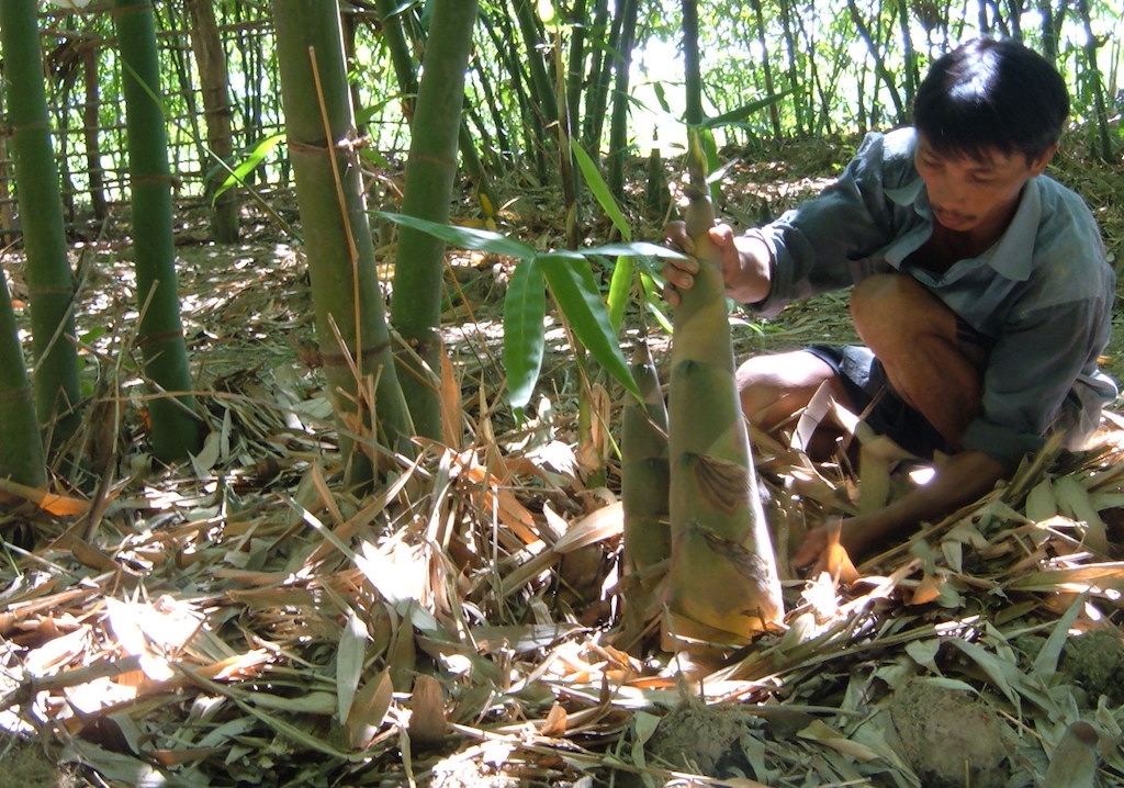 Mô hình trồng tre lấy măng của HTX Sản xuất măng tre Điền Trúc.