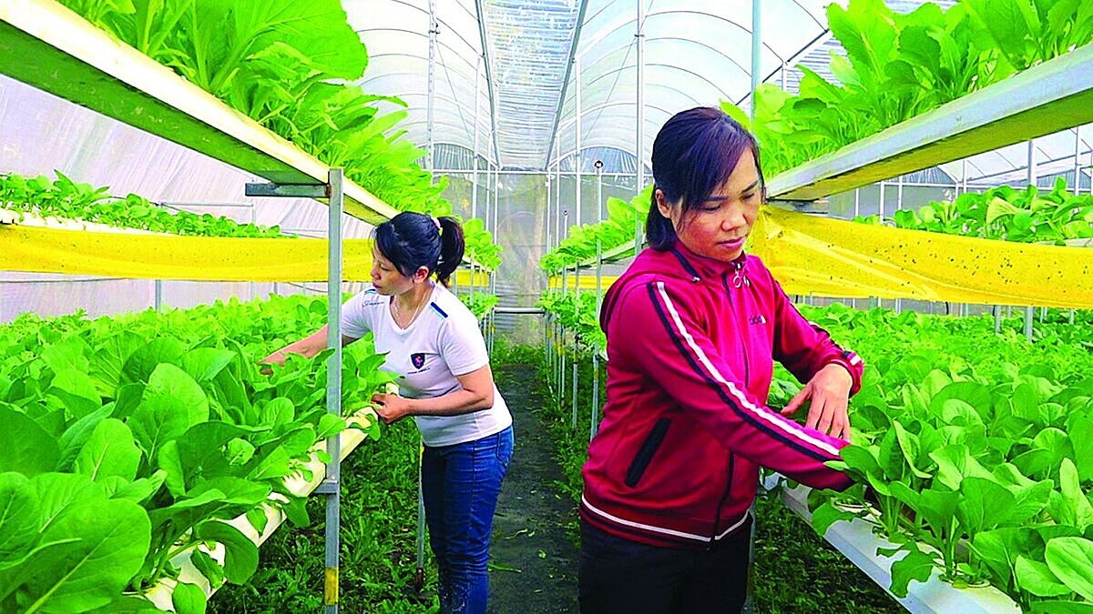 Nhiều địa phương chưa quan tâm đến việc tiếp cận đất đai, cấp giấy chứng nhận quyền sử dụng đất làm hạn chế sự phát triển của các HTX.