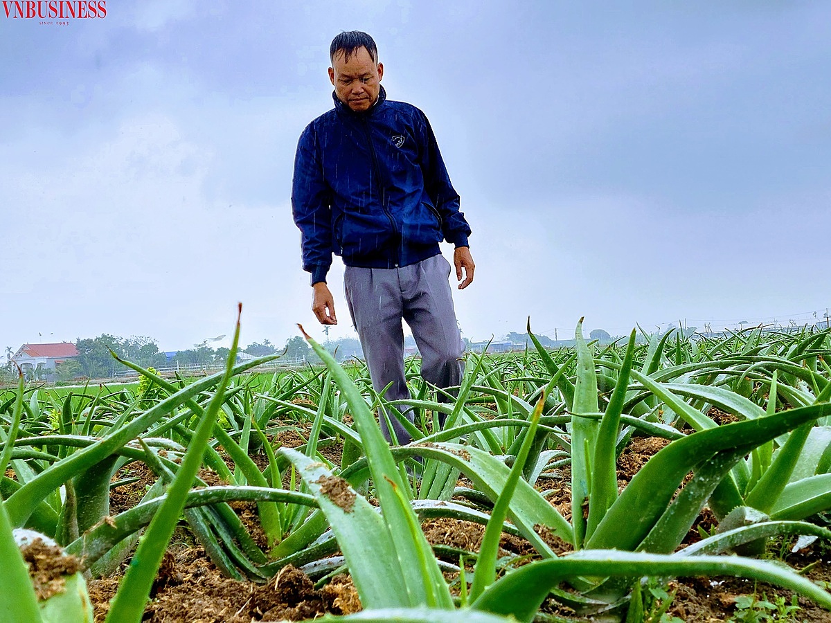Mô hình trồng cây nha đam thử nghiệm đã được HTX triển khai trồng được 1 mẫu.