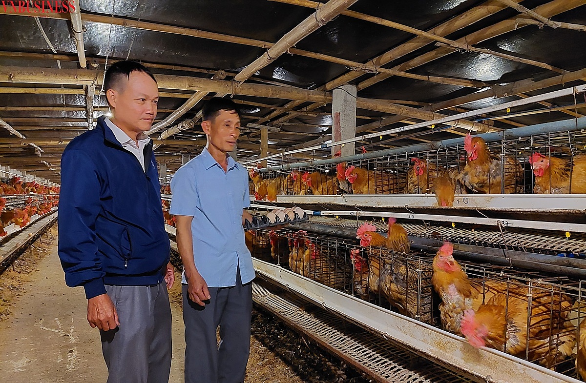 Ông Đồng và ông Giang (áo khoác xanh) đang trao đổi kinh nghiệm nuôi gà