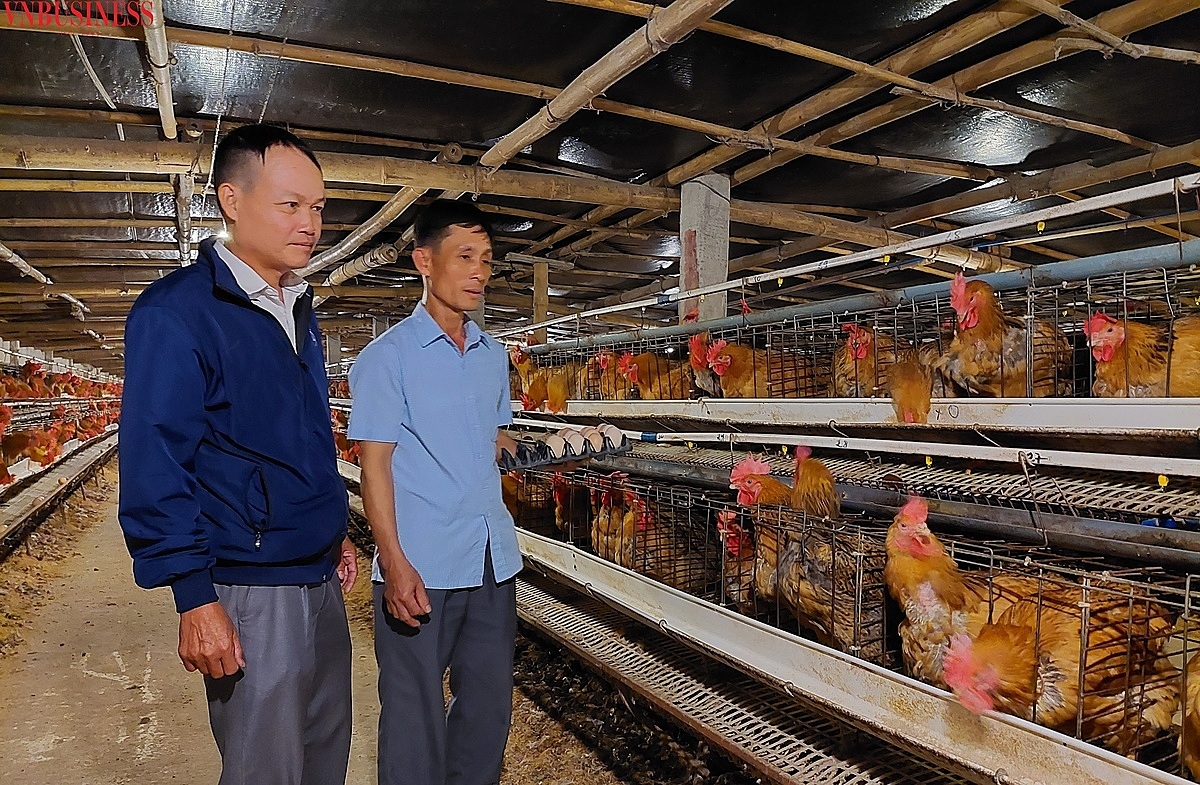 Ông Đồng và ông Giang (áo khoác xanh) đang trao đổi kinh nghiệm nuôi gà