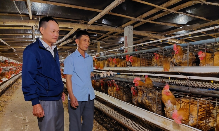 HTX ứng dụng công nghệ nuôi gà chất lượng cao