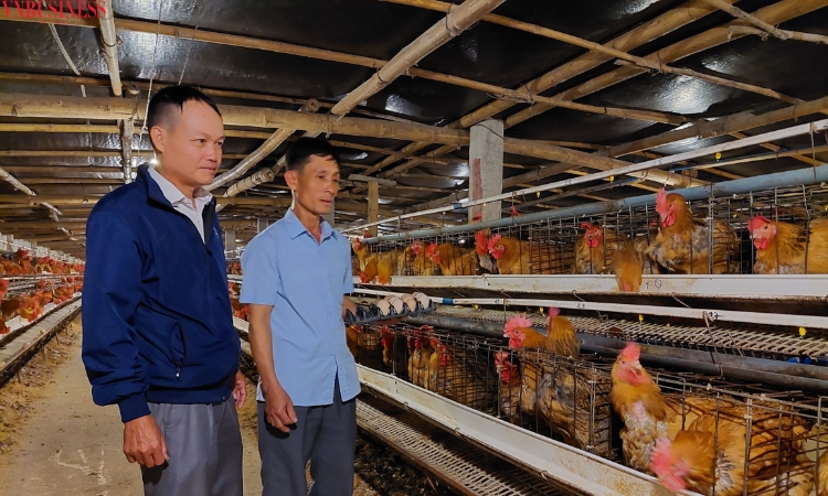 HTX ứng dụng công nghệ nuôi gà chất lượng cao