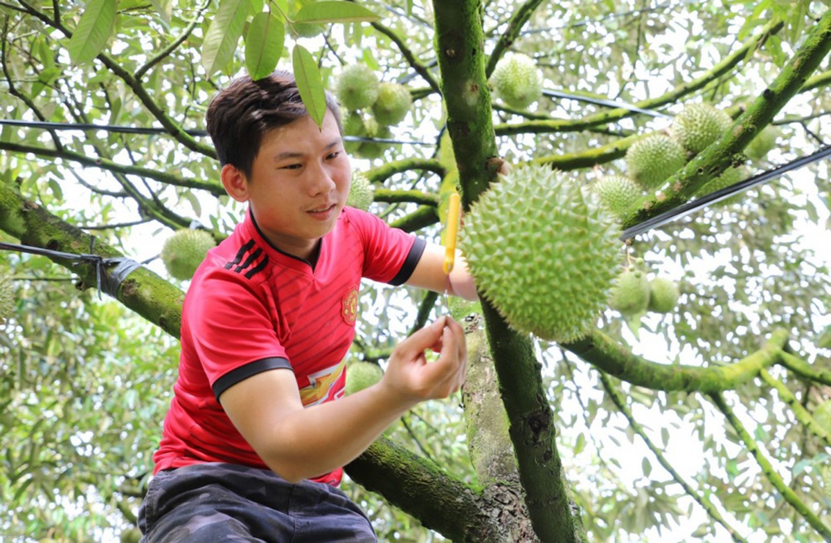 Chất lượng sản phẩm là chìa khóa để nông sản Việt Nam mở rộng thị phần tại thị trường Trung Quốc (Ảnh: Kiến Quốc).