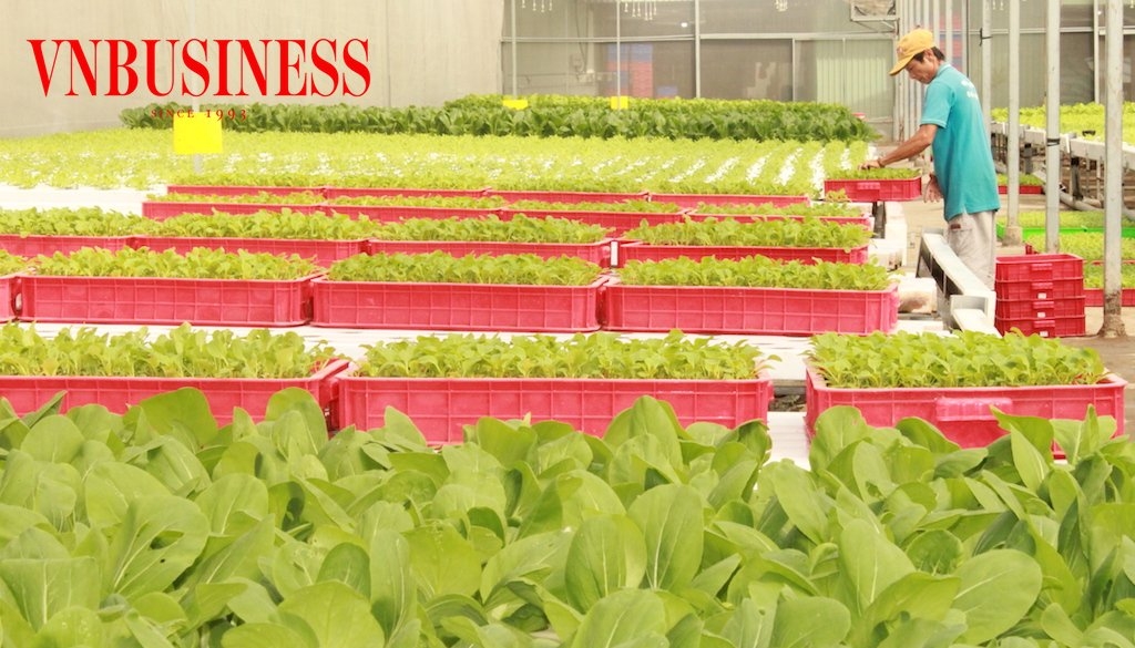 Sản xuất rau màu ứng dụng công nghệ cao giúp người dân xã Long Khê thoát nghèo.