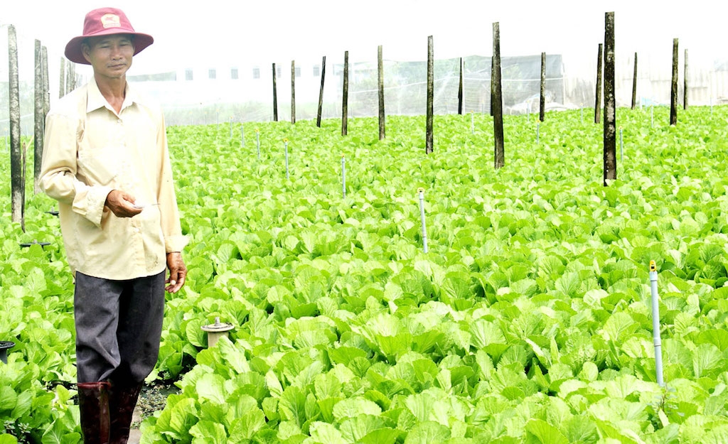 Mô hình trồng rau an toàn ứng dụng công nghệ cao của HTX Rau an toàn Mười Hai.