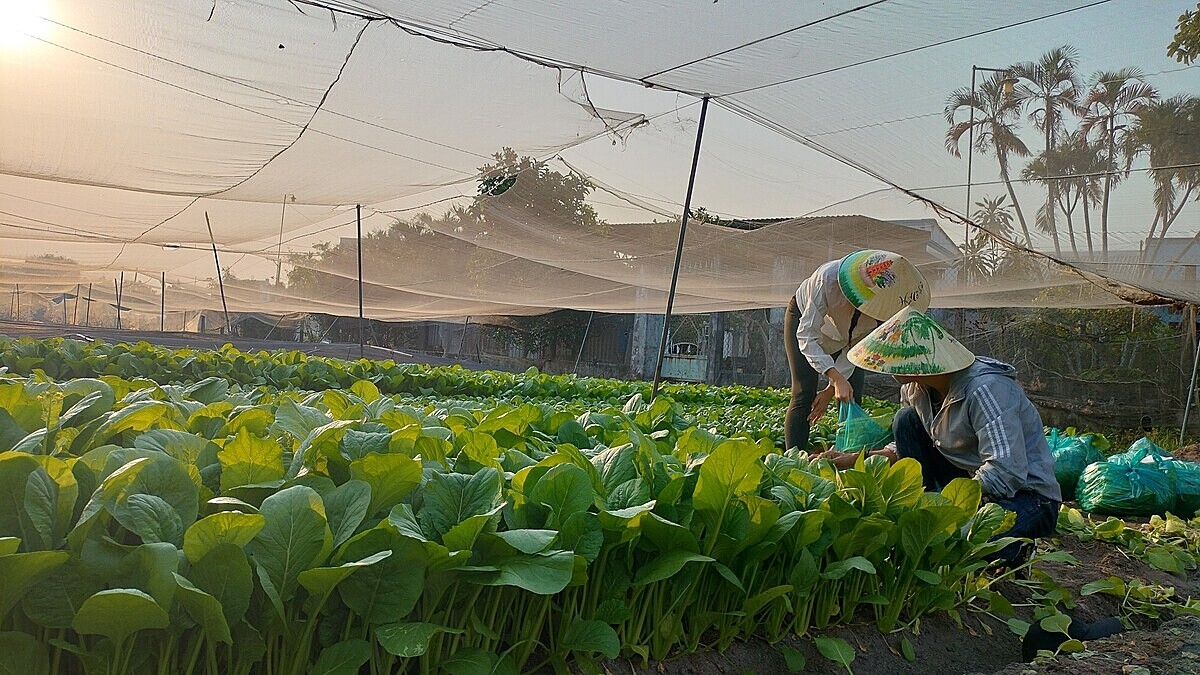 Việc sản xuất hữu cơ của nhiều HTX còn khó khăn vì chi phí lớn, đầu ra chưa thuận lợi, chính sách hỗ trợ chưa rõ ràng.