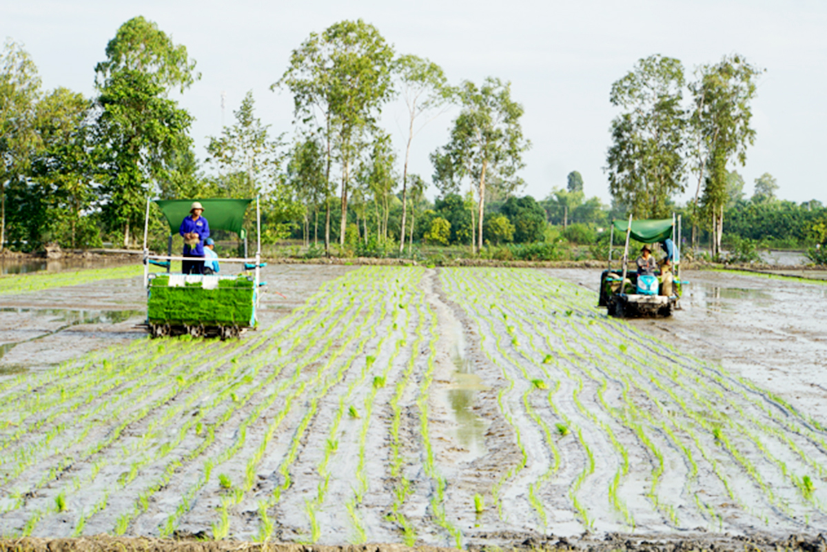 Những cánh đồng thông minh đang thúc đẩy nông thôn mới ở Tháp Mười &lpar;Ảnh: BĐT&rpar;.