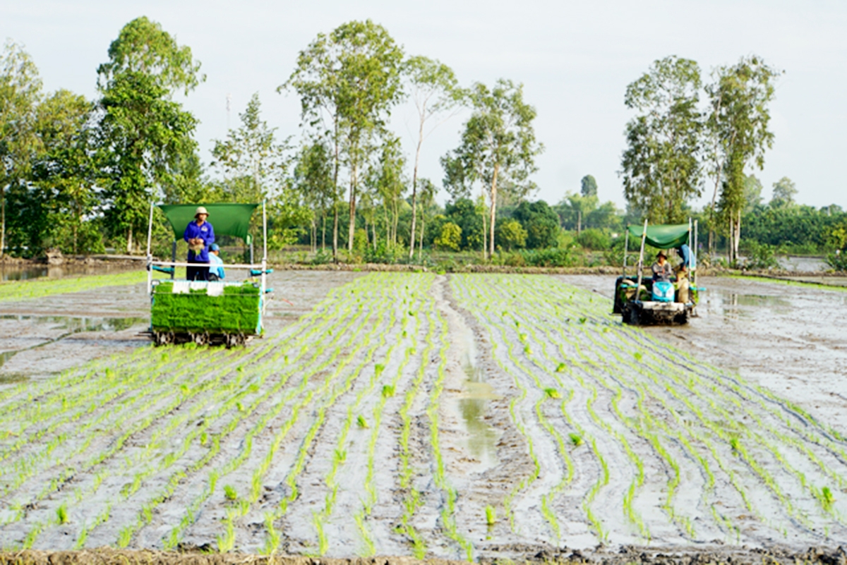 Những cánh đồng thông minh đang thúc đẩy nông thôn mới ở Tháp Mười &lpar;Ảnh: BĐT&rpar;.