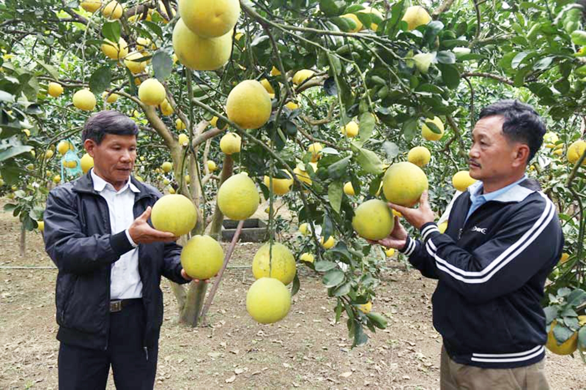 Bưởi đang là một trong những cây kinh tế chủ lực tại nhiều địa phương ở tỉnh Hòa Bình (Ảnh: BHB).