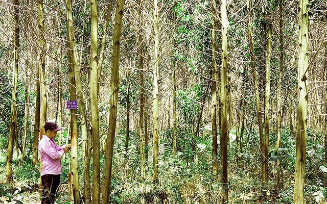 Rừng trồng theo chứng chỉ FSC của HTX Phú Hưng luôn đạt chất lượng tốt nhất.