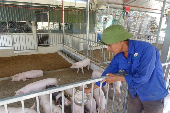 Chăn nuôi heo theo mô hình tuần hoàn là giải pháp giúp người chăn nuôi có thu nhập ổn định trong bối cảnh giá giảm sâu.