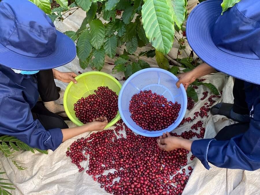 HTX nông nghiệp dịch vụ công bằng Ea Tu tự tin đưa sản phẩm ra thế giới nhờ chú trọng đến chứng nhận xã hội trong quá trình sản xuất kinh doanh.