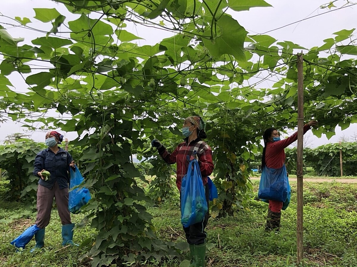 Tại nhiều HTX, việc mua bán sản phẩm, vật tư nông nghiệp, giao các dịch vụ vẫn được làm thủ công.