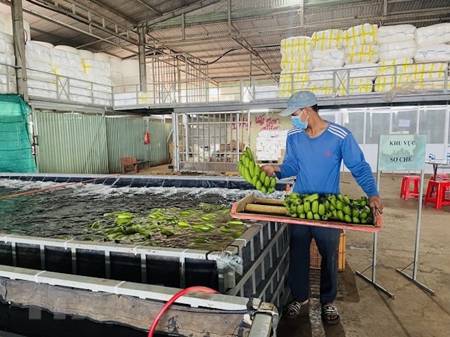Chuối tươi được sơ chế, bảo quản, đóng gói tại cơ sở đóng gói chuối tươi tại huyện Trảng Bom, tỉnh Đồng Nai trước khi đưa ra thị trường quốc tế. (Ảnh: LX)