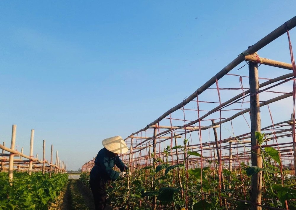 Nhờ vốn vay từ Quỹ hỗ trợ phát triển HTX, nhiều HTX đầu tư công nghệ sản xuất, mở rộng thị trường tiêu thụ.